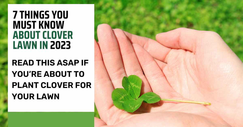7 Things You Must Know About Clover Lawn In 2023